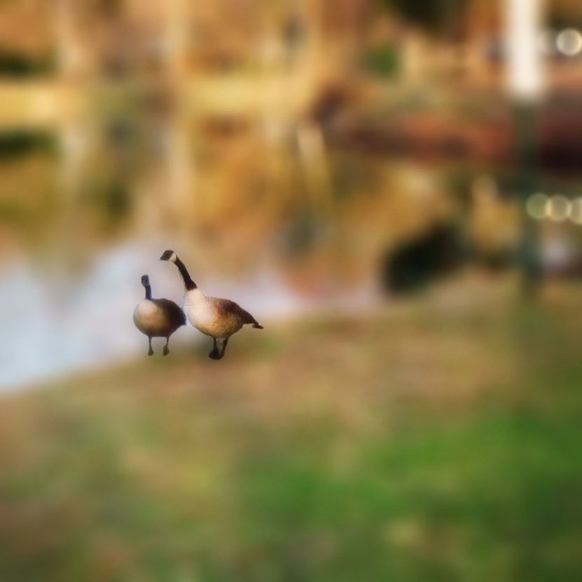 CLOSE-UP OF BIRD ON RAILING