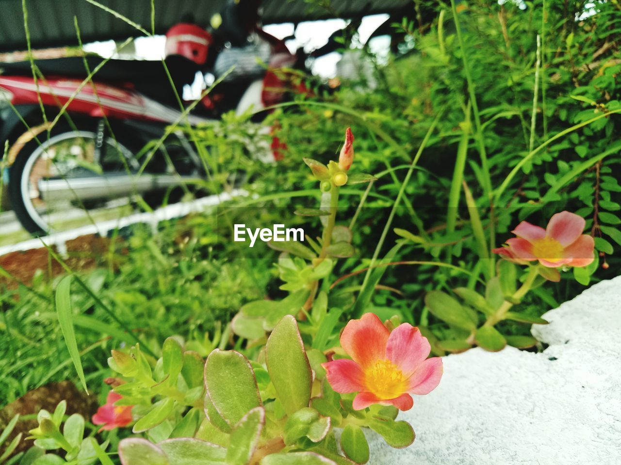 CLOSE-UP OF PINK FLOWERS ON PLANT