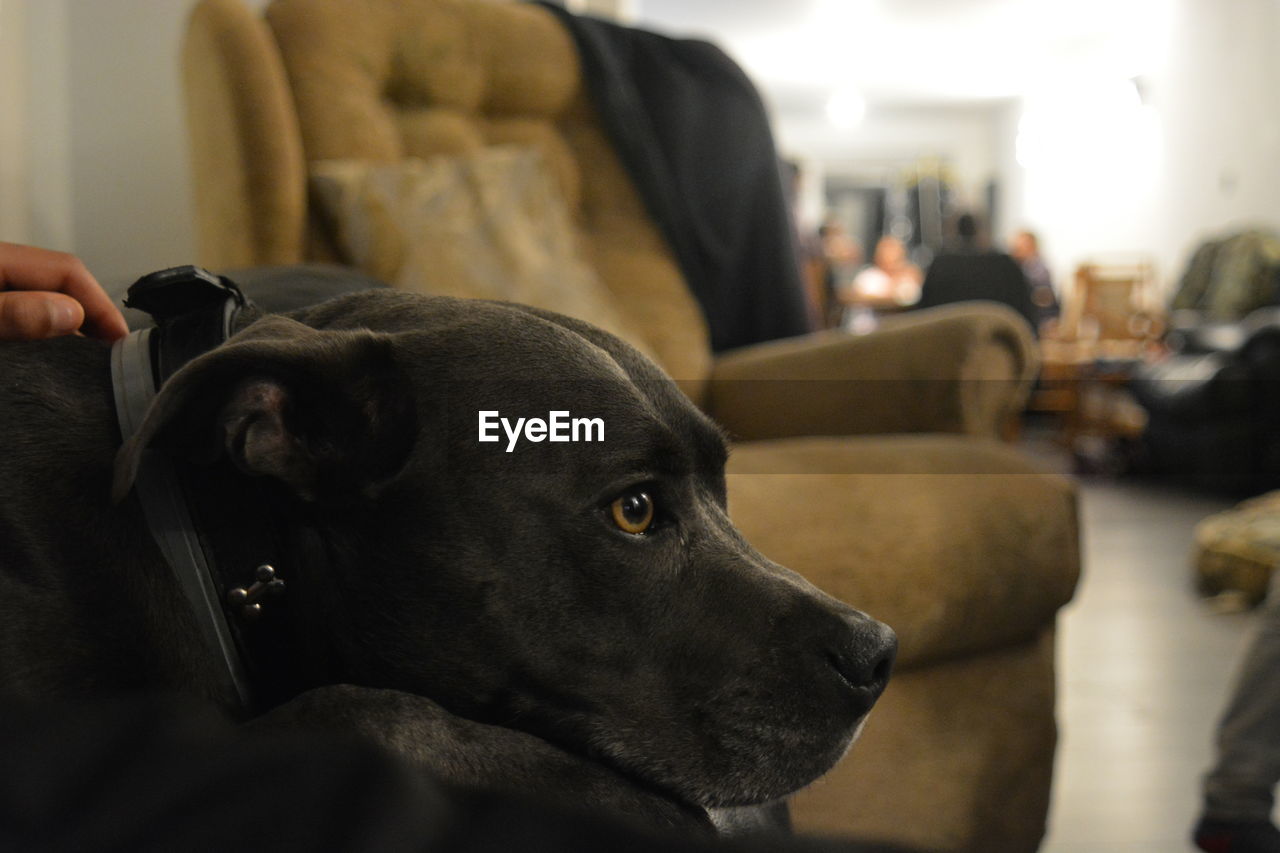 Close-up of dog looking away at home