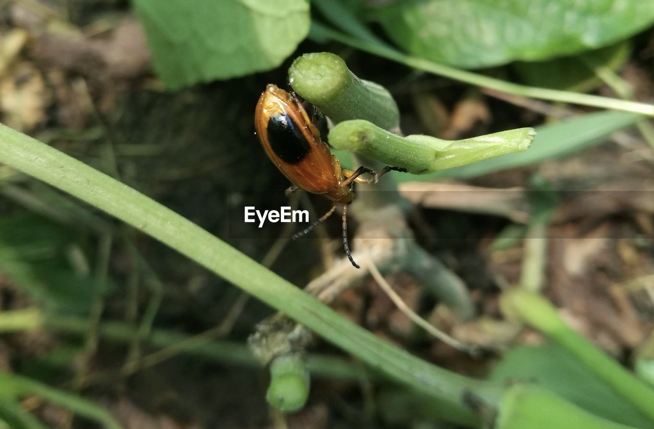 CLOSE-UP OF CATERPILLAR ON LEAF