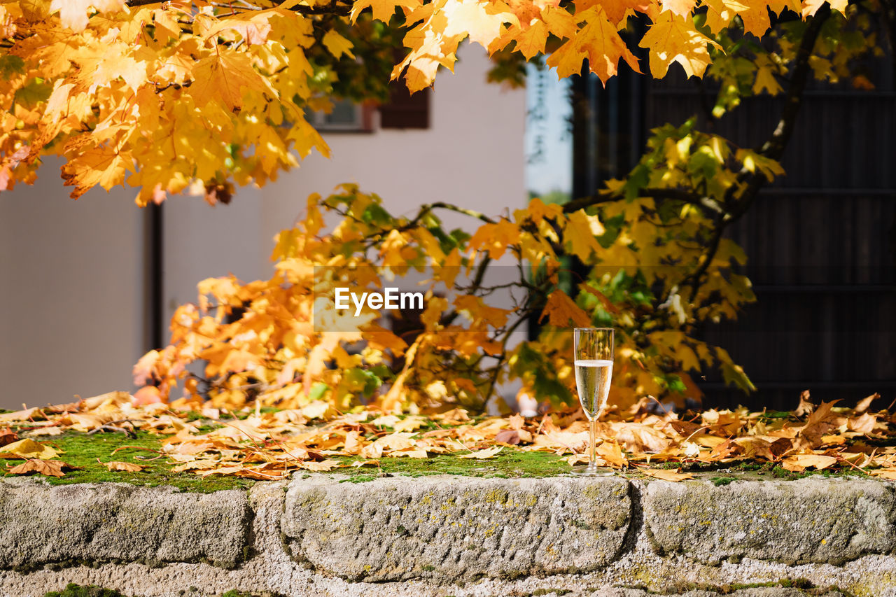autumn, yellow, leaf, plant part, nature, plant, architecture, tree, no people, built structure, beauty in nature, building exterior, outdoors, flower, day, maple, building, maple tree, branch, orange color, house, sunlight, autumn collection, tranquility, growth, maple leaf, city