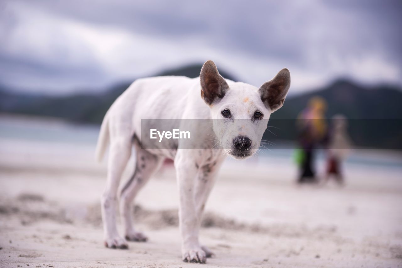 PORTRAIT OF DOG ON BEACH