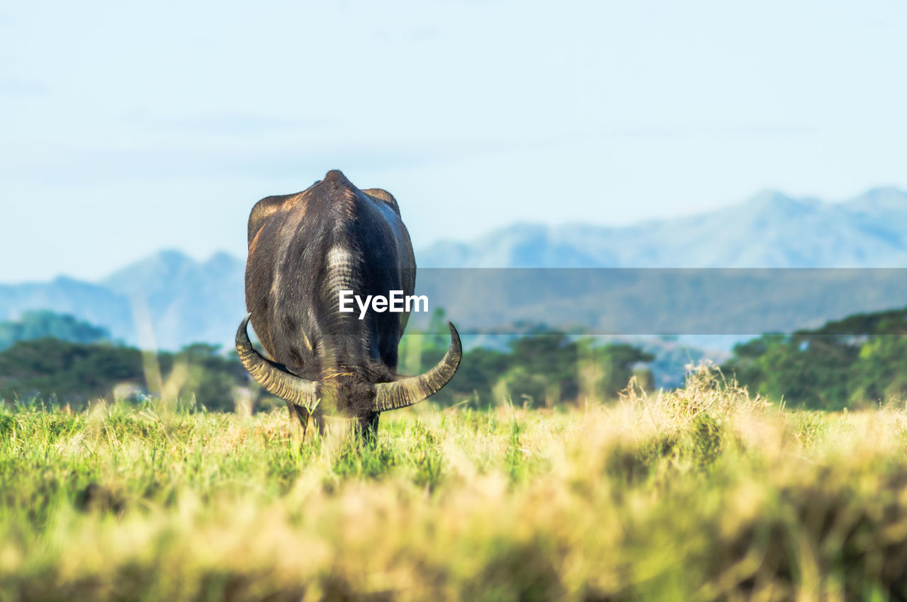 View of water buffalo on field