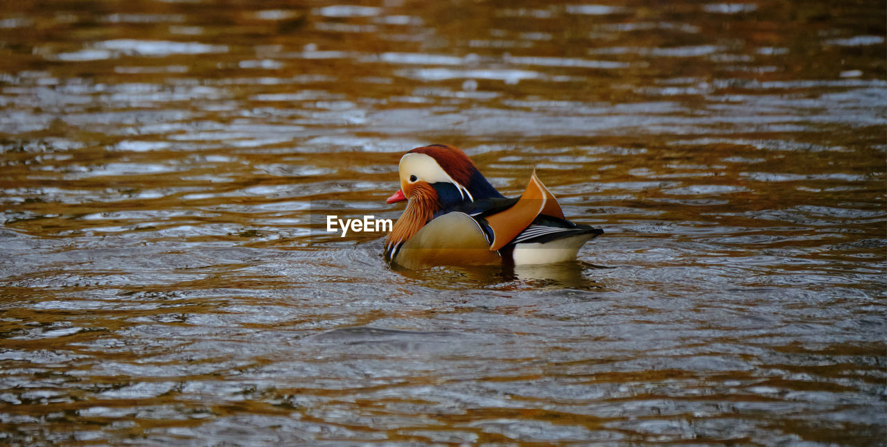 Bird swimming in lake