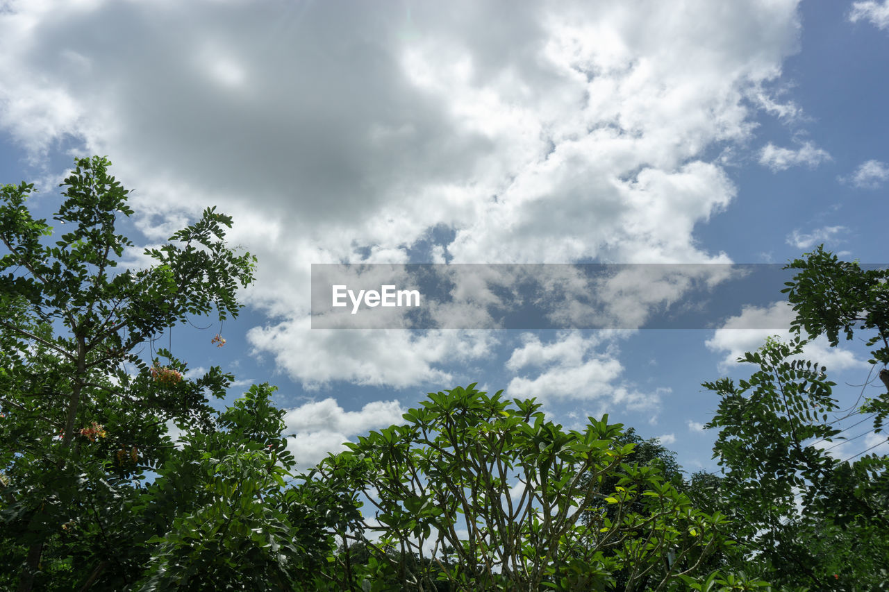 LOW ANGLE VIEW OF TREES AND PLANTS AGAINST SKY