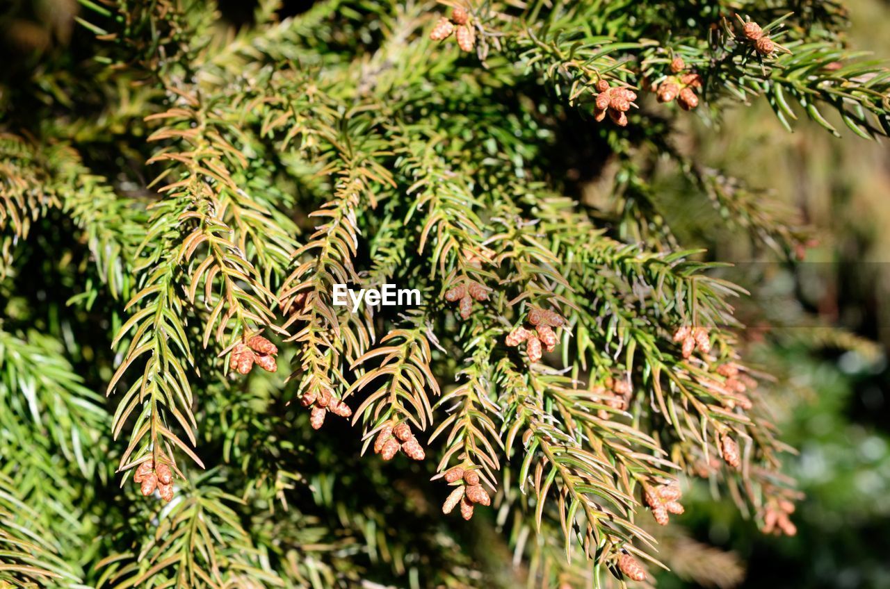 Close-up of pine tree