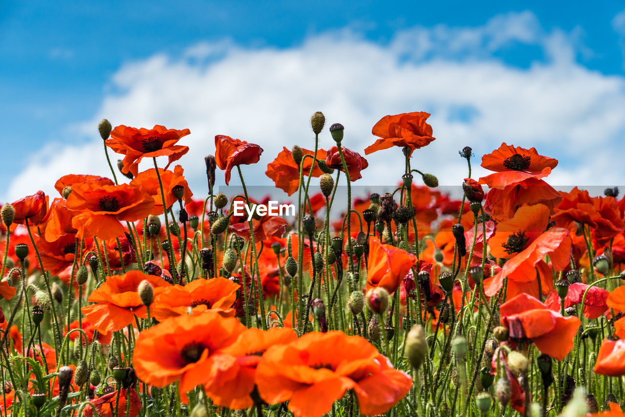 Red poppy flower in field