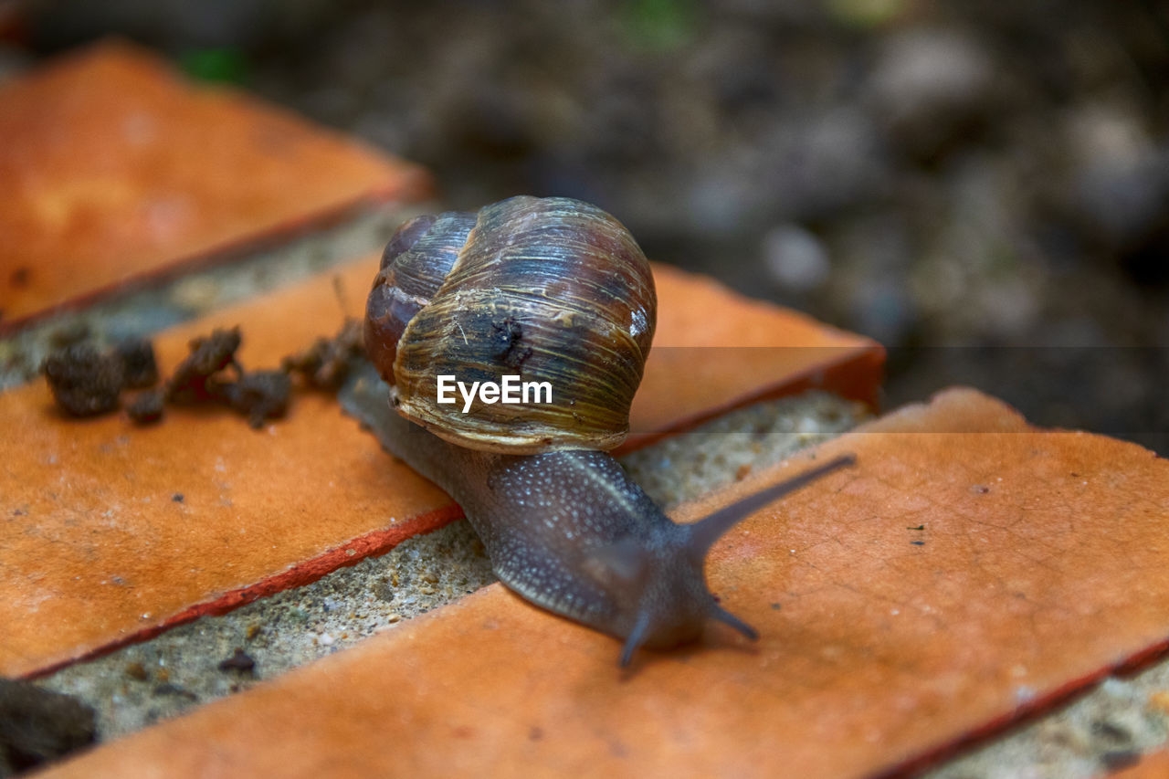 CLOSE-UP OF SNAIL ON A SHELL