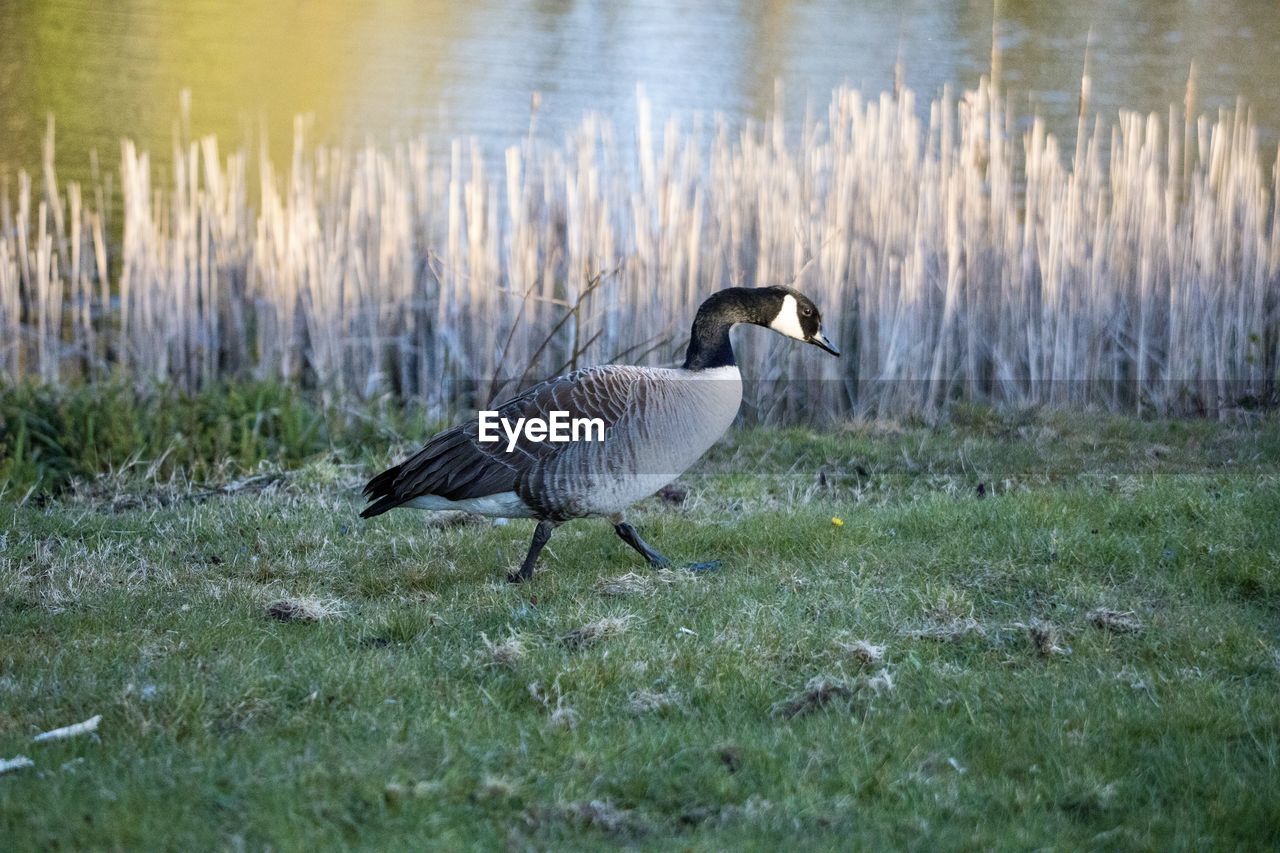 Side view of a bird on grass