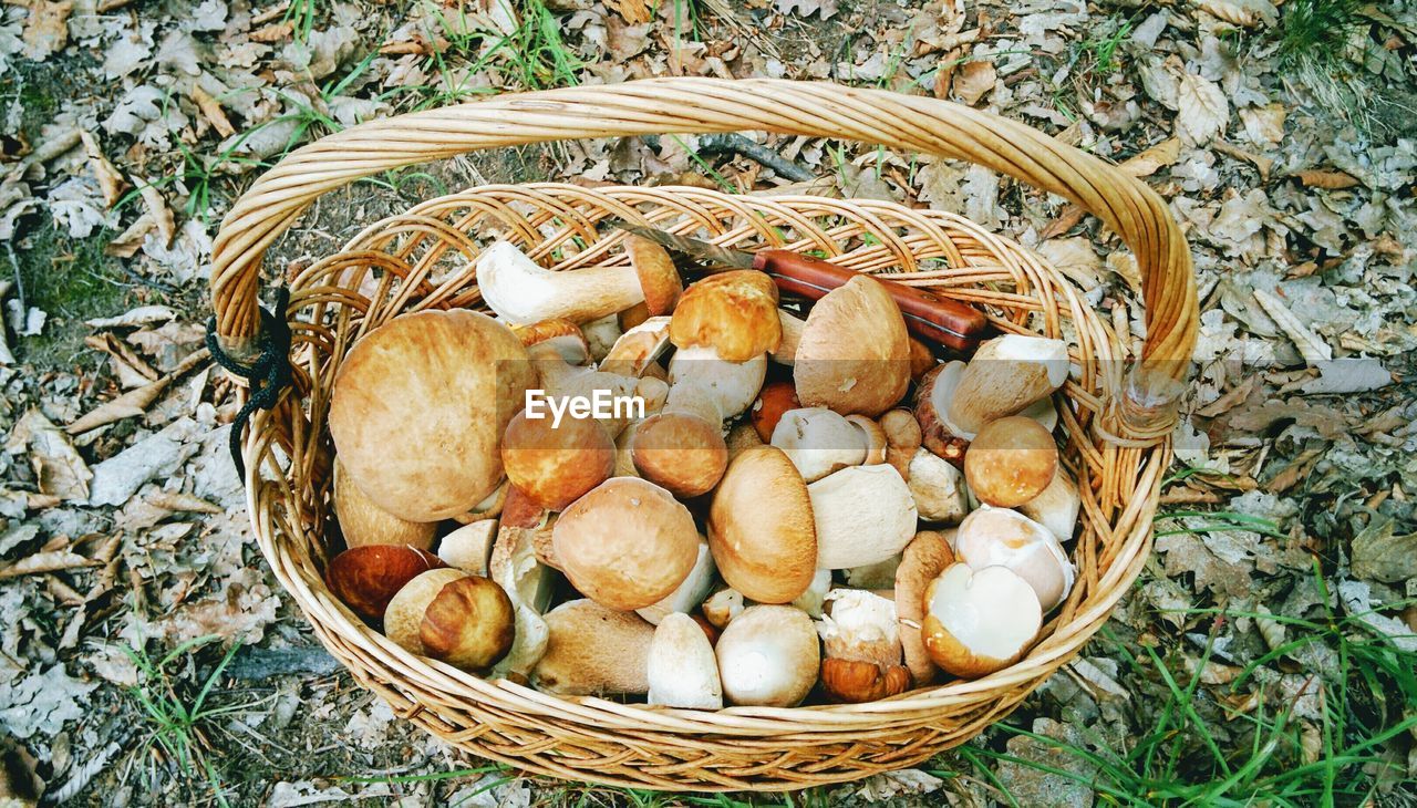 HIGH ANGLE VIEW OF MUSHROOMS IN BASKET ON PLANT