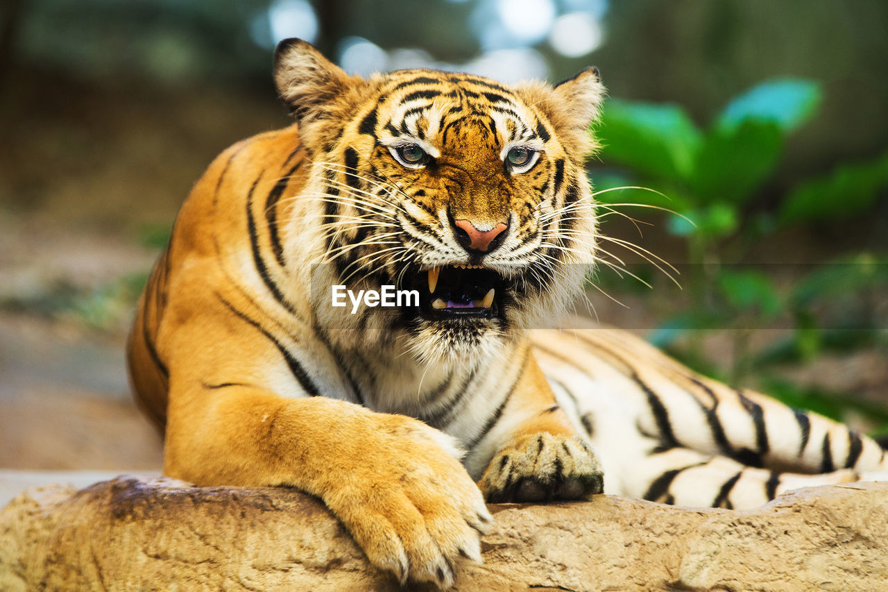 VIEW OF A TIGER