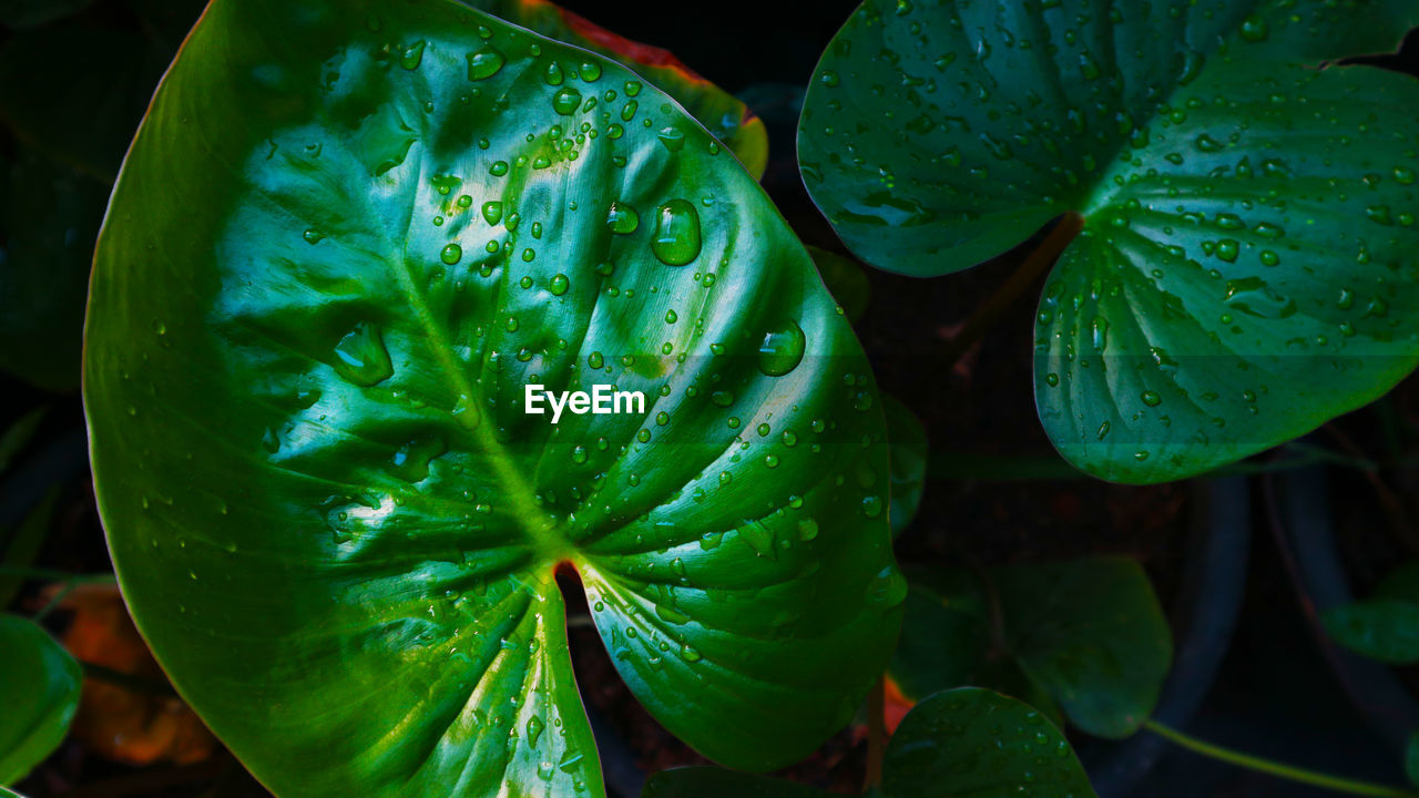 HIGH ANGLE VIEW OF WET PLANT LEAVES