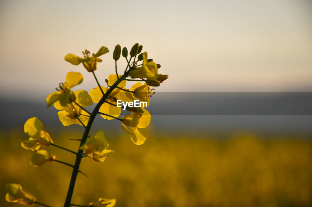 Close-up of yellow flowers