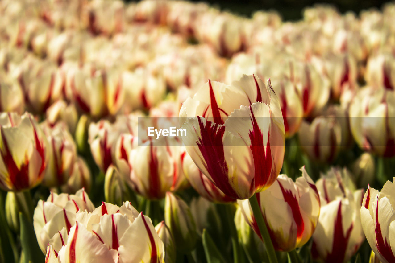 White flowers blooming in field