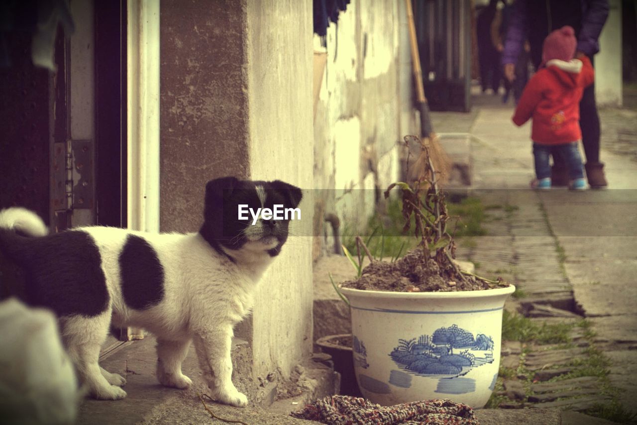 Portrait of puppy outdoors
