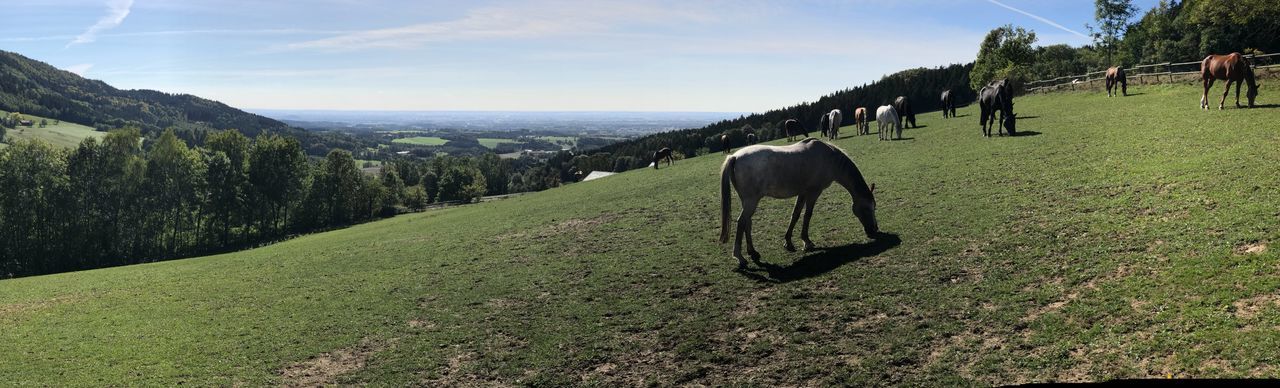 VIEW OF HORSE ON FIELD