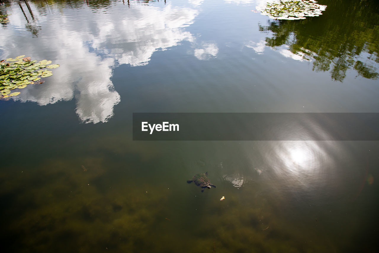 HIGH ANGLE VIEW OF DUCKS FLOATING ON WATER