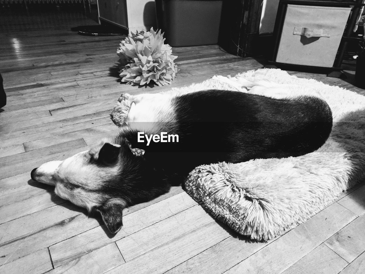 HIGH ANGLE VIEW OF DOG RELAXING ON HARDWOOD FLOOR