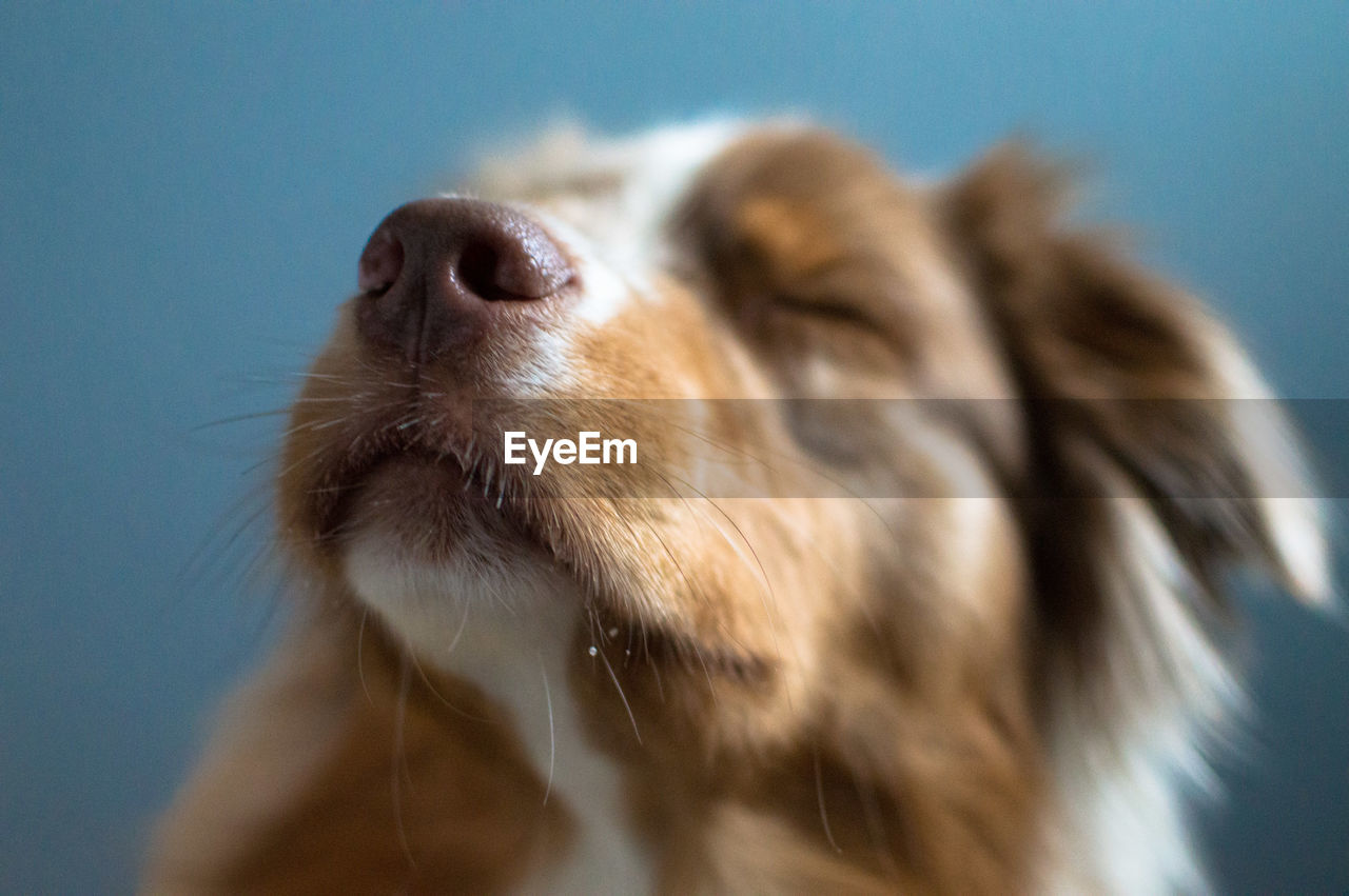 Close-up of dog with eyes closed against blue background