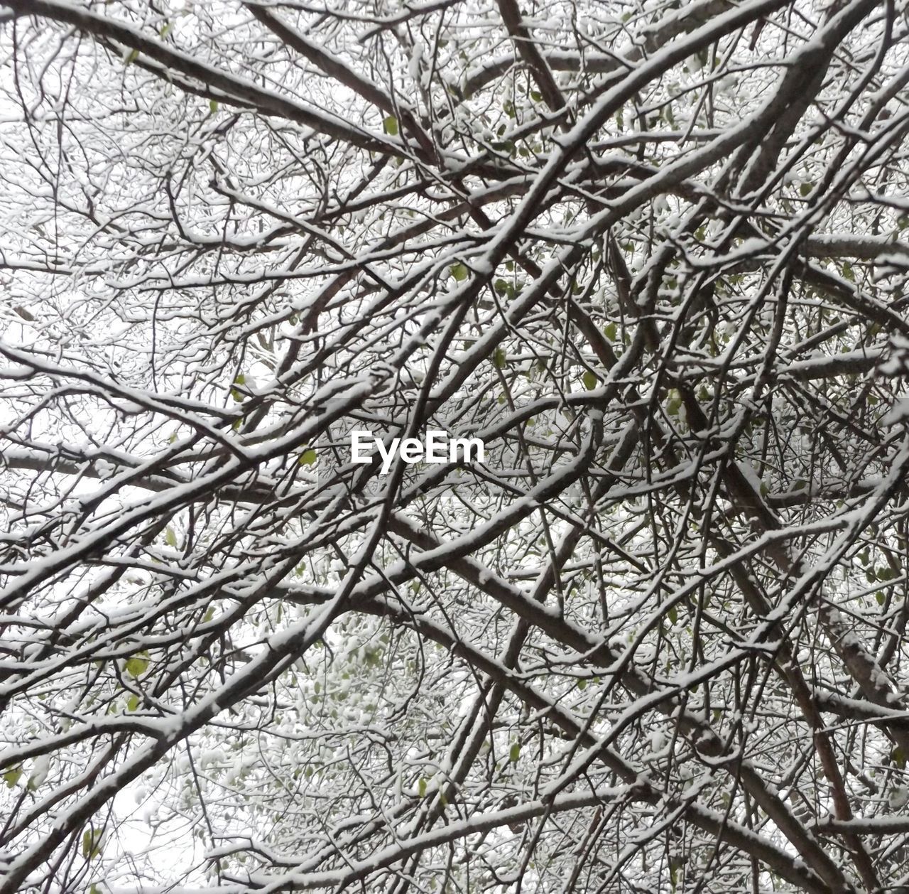 Full frame shot of snow covered branches