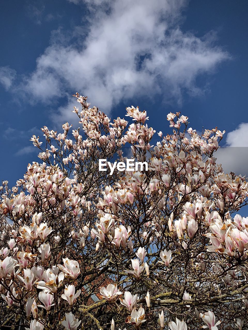 Low angle view of cherry blossoms against sky