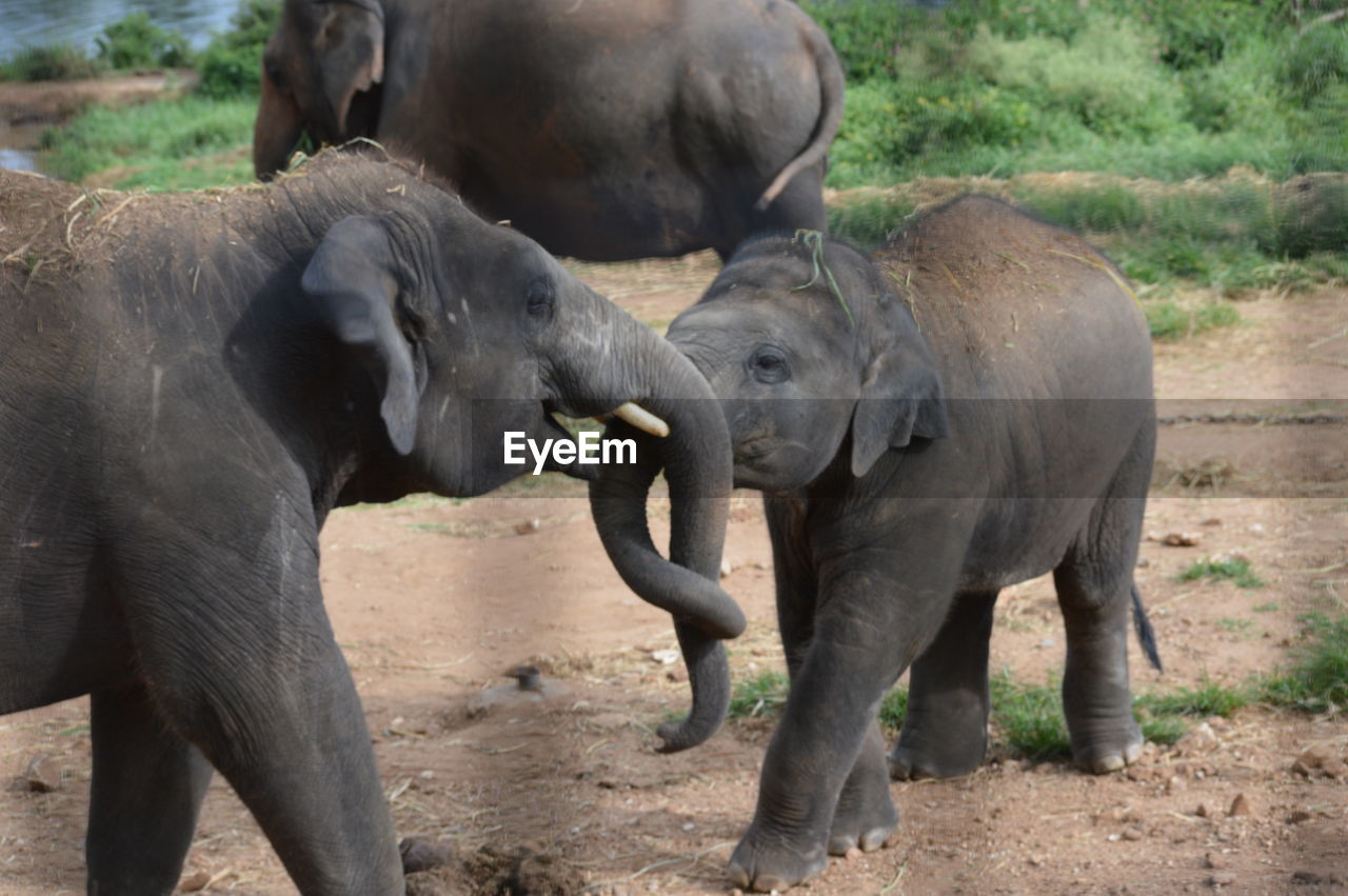 Close-up of elephants locking trunks