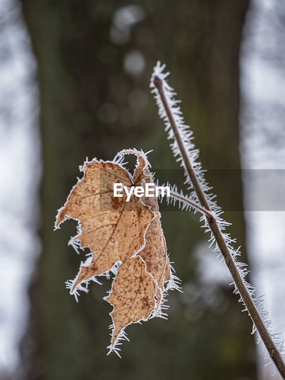 leaf, nature, branch, close-up, tree, macro photography, frost, plant, focus on foreground, winter, no people, twig, animal wildlife, animal, forest, outdoors, animal themes, cold temperature, beauty in nature, snow, selective focus, day, plant part, wildlife, autumn, environment, flower, ice, insect, land, dry, frozen, brown