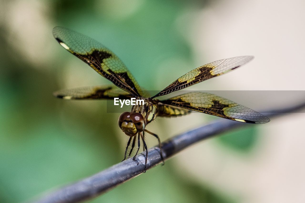 CLOSE-UP OF GRASSHOPPER