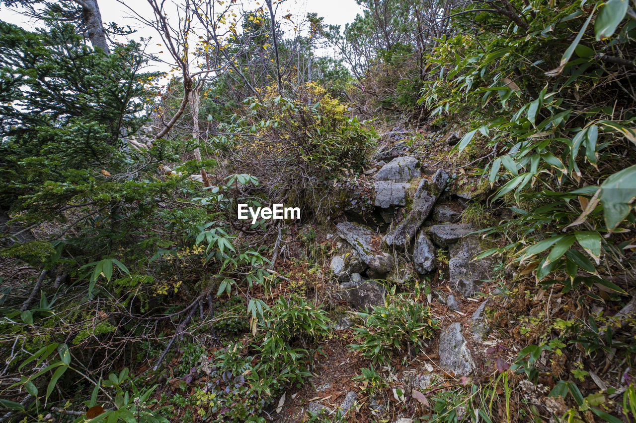 PLANTS GROWING ON LAND