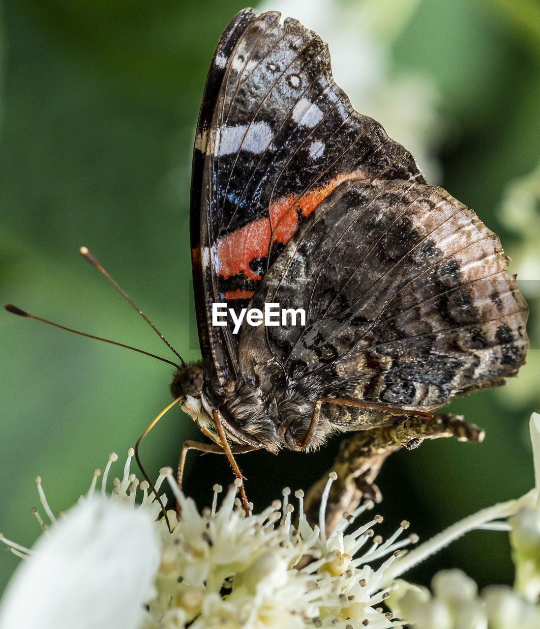 Close-up of butterfly pollinating on flower