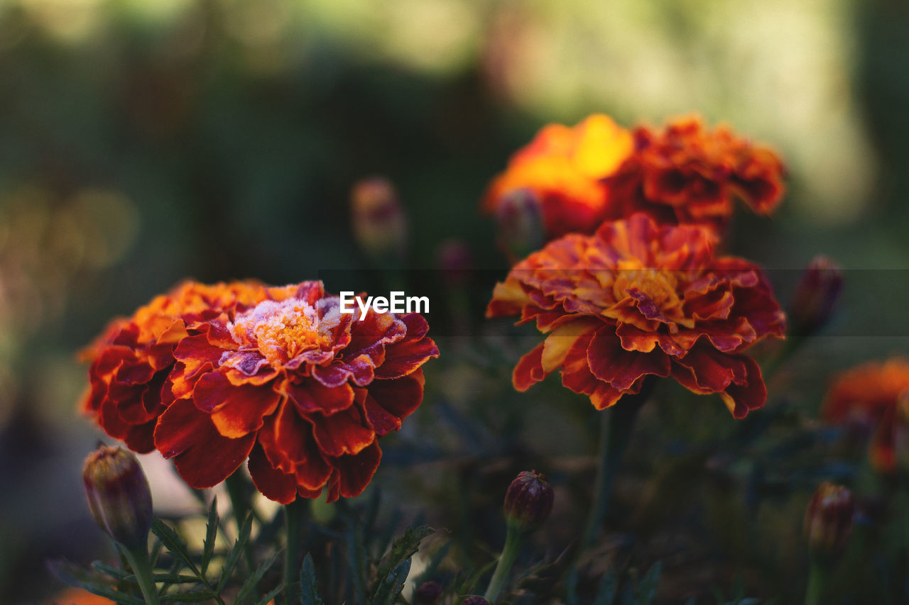 Close-up of orange marigold flowers