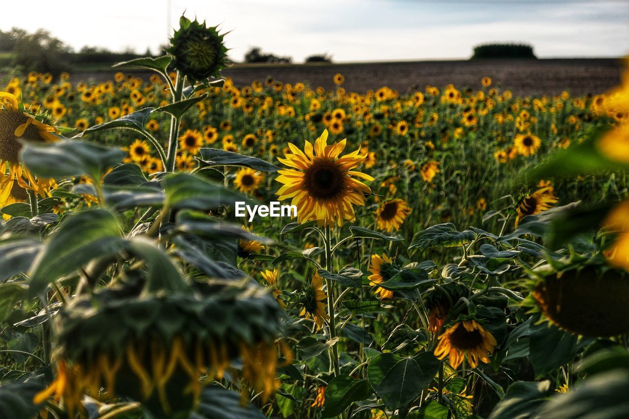 Sunflowers on field