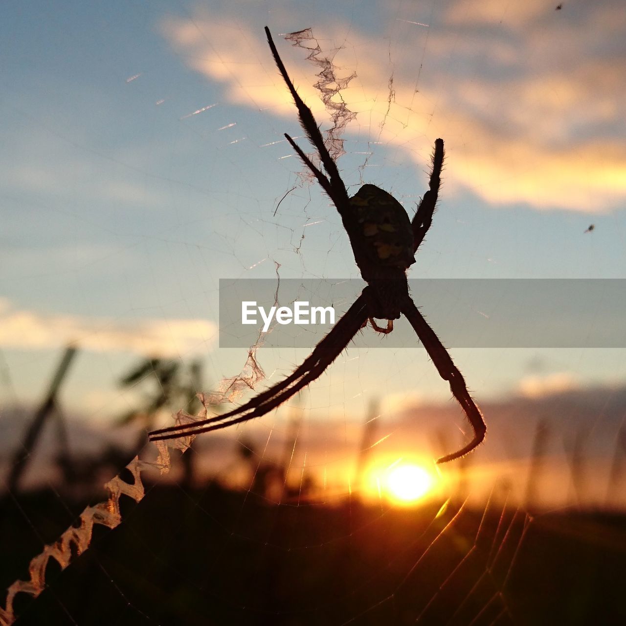 CLOSE-UP OF SPIDER ON WEB AGAINST SUNSET SKY