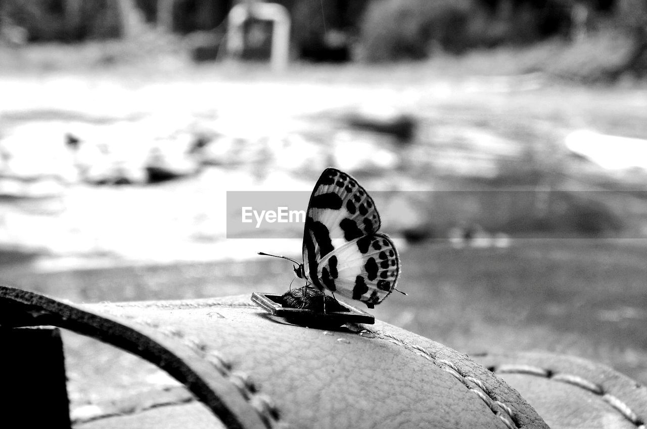 Close-up of butterfly on purse