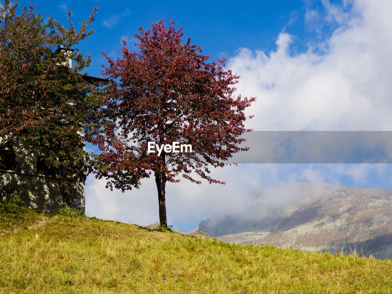 Tree on landscape against sky