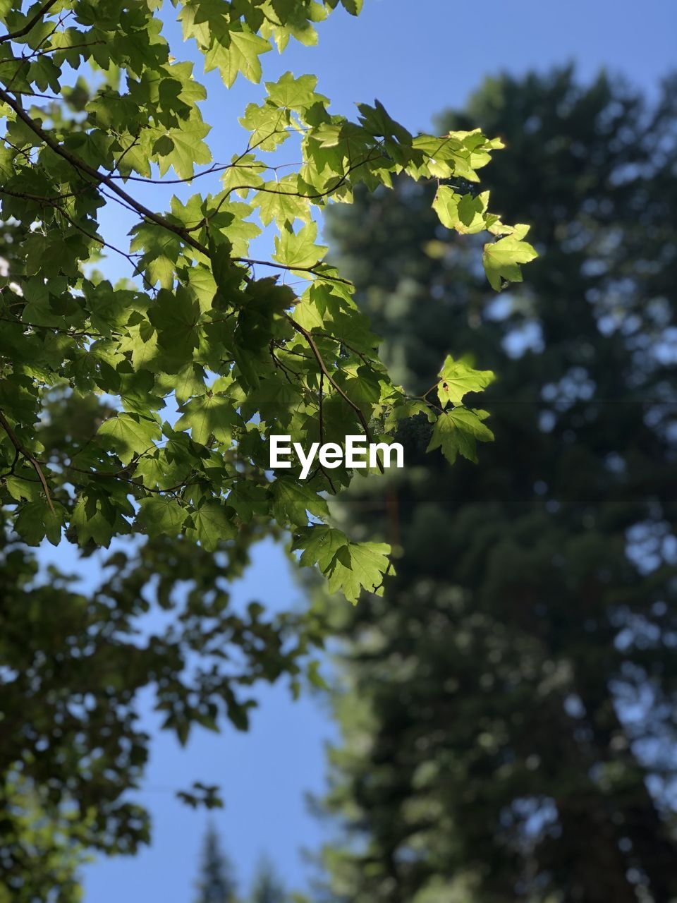 Low angle view of flowering plant against sky