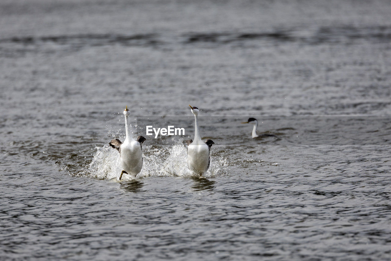 Grebes swimming in lake