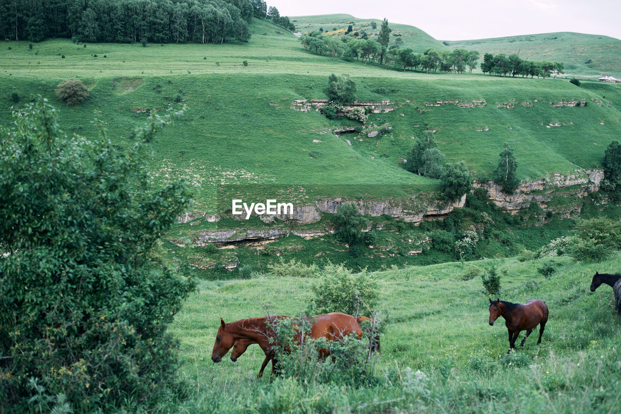 HORSES ON A FIELD