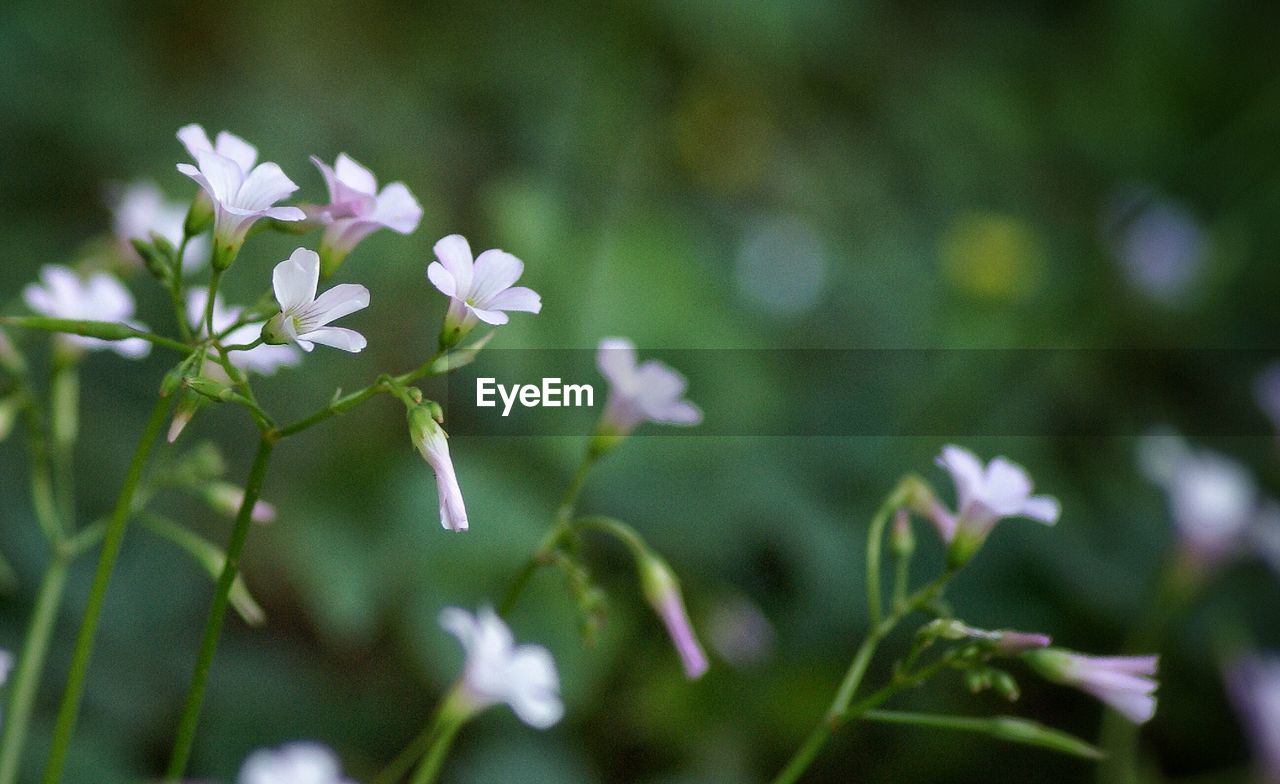 CLOSE-UP OF FLOWERS BLOOMING OUTDOORS