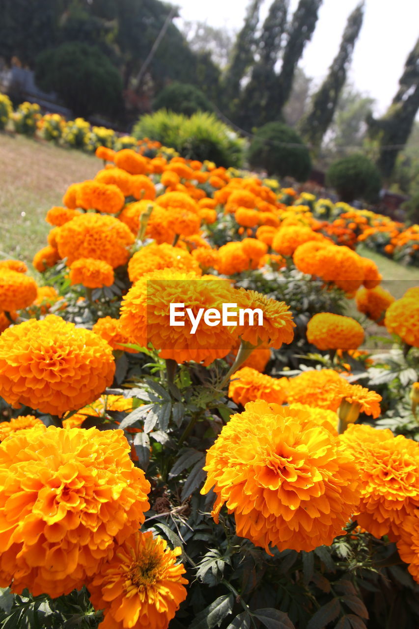 CLOSE-UP OF ORANGE FLOWERS GROWING ON PLANT