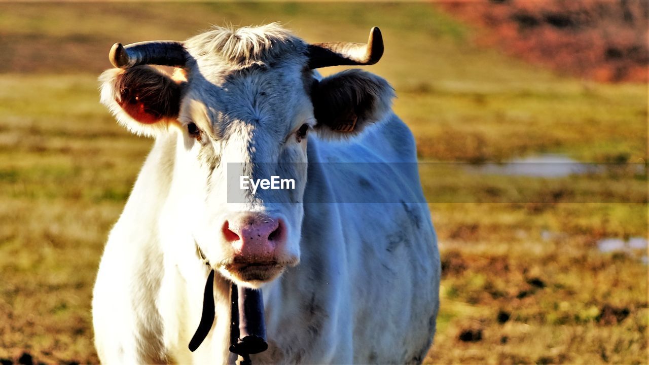 Portrait of white cow on field