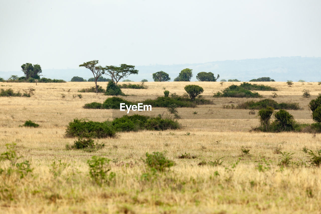 SCENIC VIEW OF LANDSCAPE