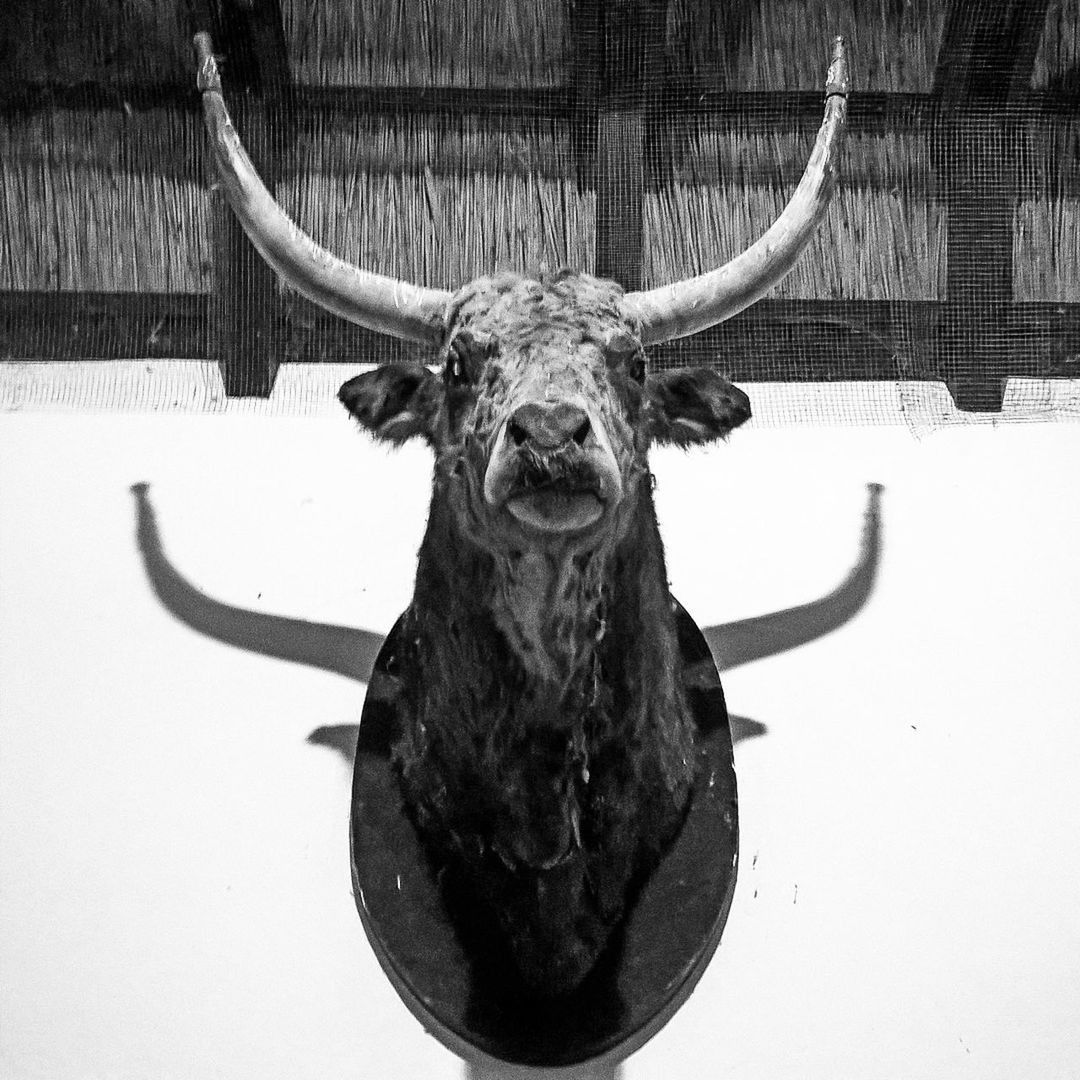 Low angle view hunting trophy mounted on wall