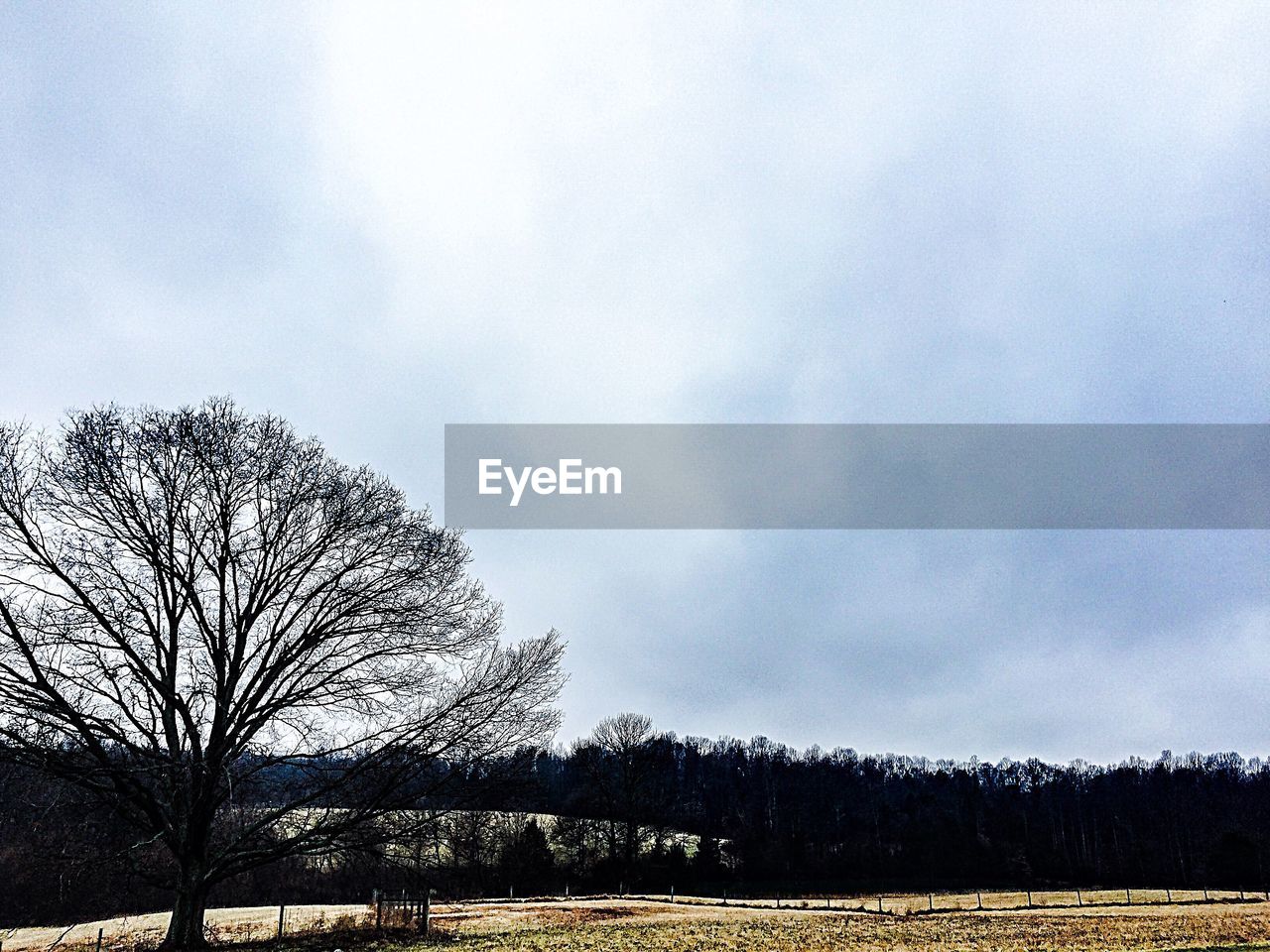 TREES ON FIELD AGAINST CLOUDY SKY