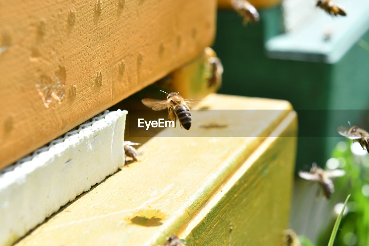 CLOSE-UP OF BEE ON WOODEN POST