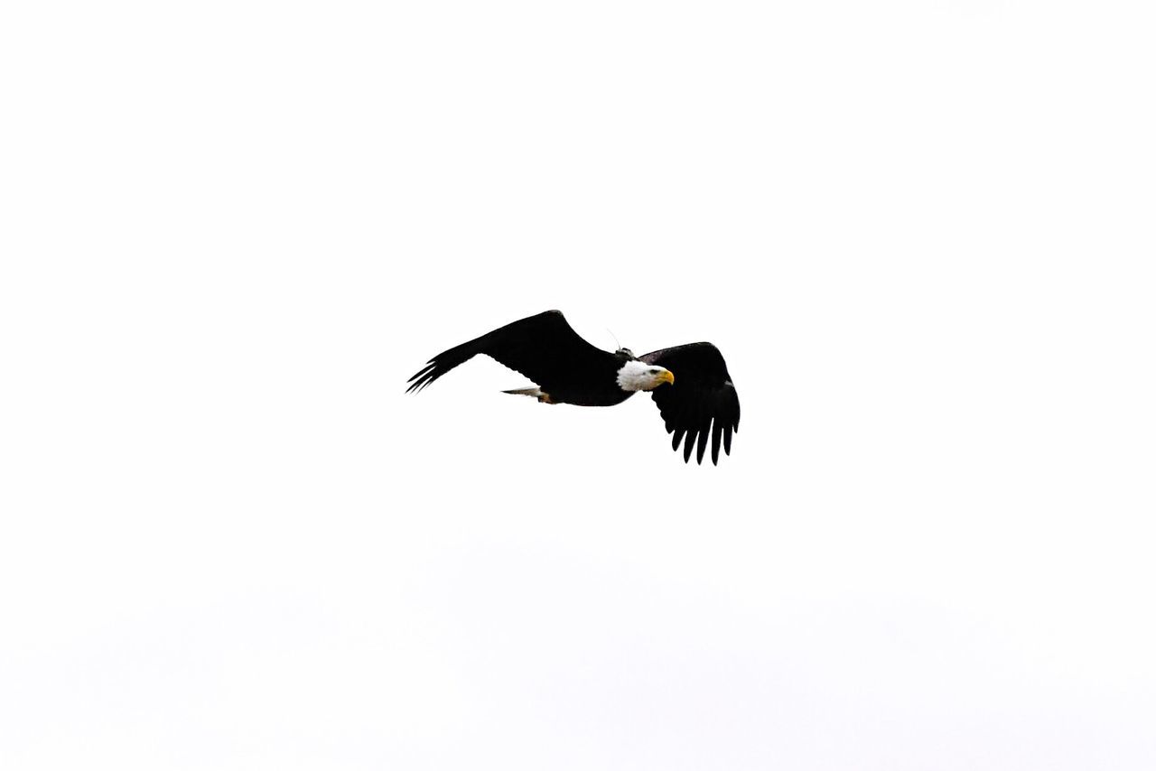 LOW ANGLE VIEW OF EAGLE FLYING