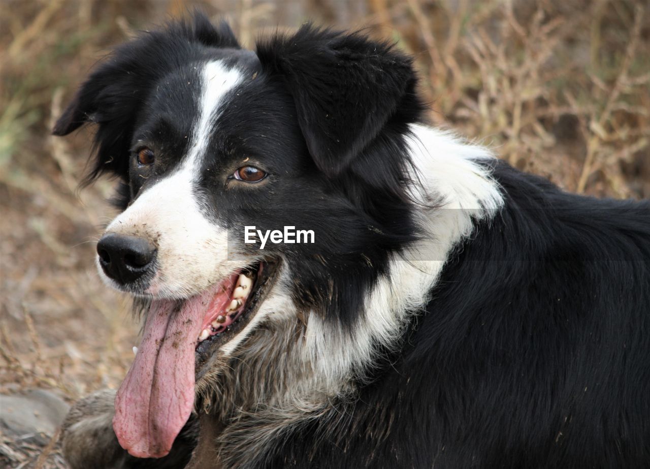 Border collie dog