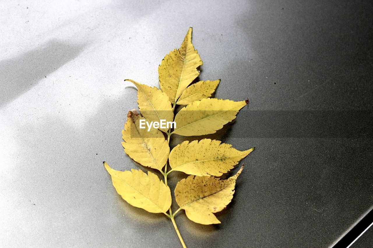 HIGH ANGLE VIEW OF DRY MAPLE LEAVES ON PLANT
