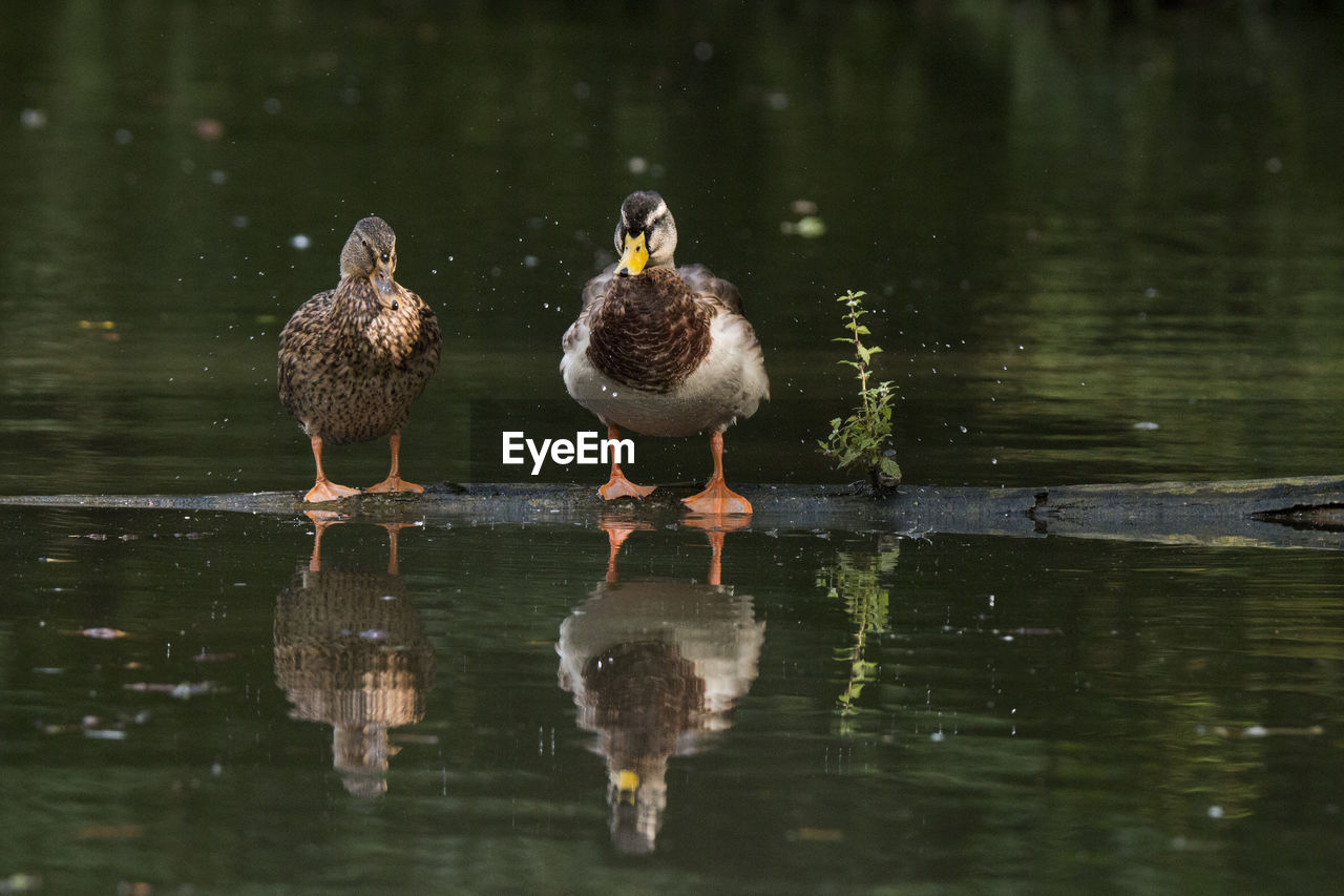 Ducks in lake