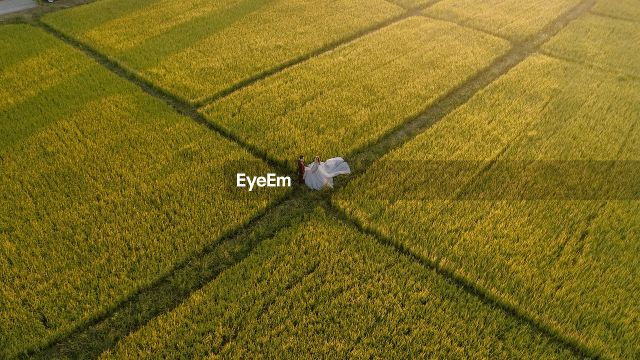High angle view of agricultural field
